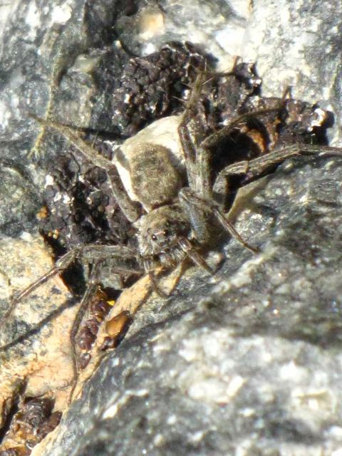 Spider North of Banner Peak, 11,154 feet